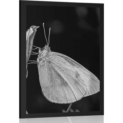 Plakát motýl na květu - 60x90 no frame