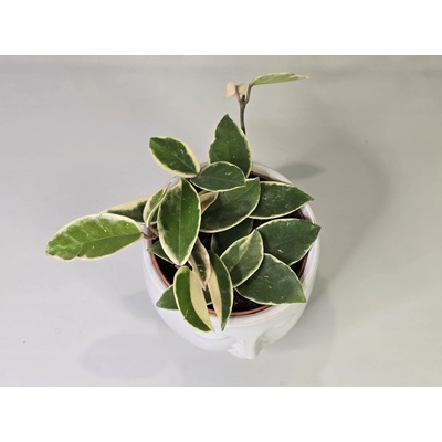 PlanBros flower Hoya Crimson Queen