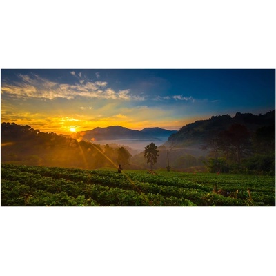 Foto obraz sklo tvrzené čajová plantáž 100x50 cm