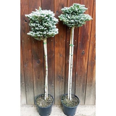 Jedľa korejská (Abies koreana ´Bonanza´) na kmieniku 80-100cm
