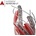 AutoCAD LT 2024 Commercial 057P1-WW6525-L347NCR