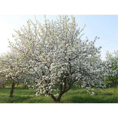 Okrasná jabloň Evereste na 160-170 cm kmienku, výška 280-300 cm, kvetináč 18 l