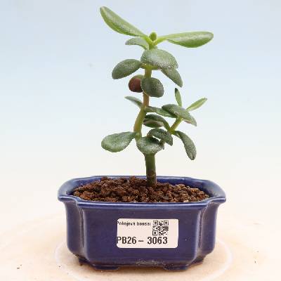 e-bonsai Pokojová bonsai - Tlustice vejčitá - Crassula ovata