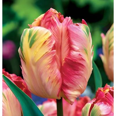 TULIPÁN Apricot Parrot 5ks