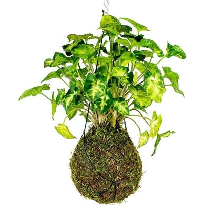 Gardners Kokedama Syngonium Pixie (L) Syngonium, Syngónium 1 ks
