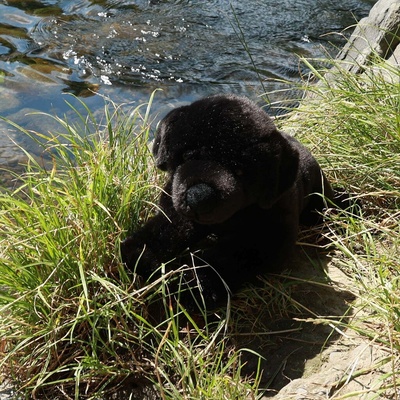 Eco-Friendly Rappa pes labrador 40 cm