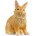 Schleich Schleich: фигура на заек с глава на лъв 13974 (SLH13974)
