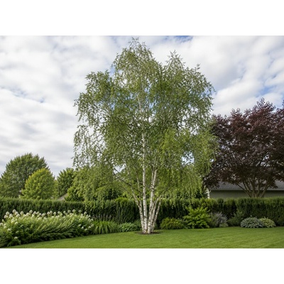 Breza previsnutá, multikmeň, výška 190-230 cm, kvetináč 18 l
