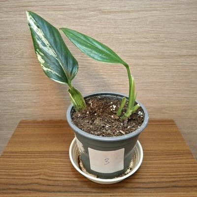 Monstera Standleyana Variegata "S" č3