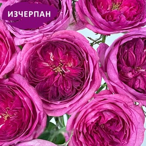 Delbard® Роза Thierry Marx®