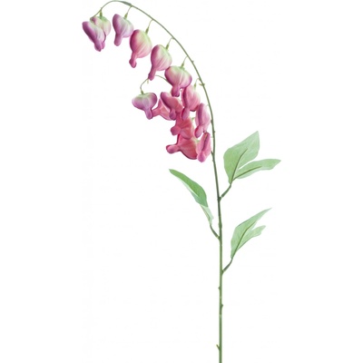 Dicentra fialová (beauty) v86 cm (N956916)