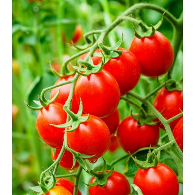 Rajče Crokini PhR F1 - Solanum lycopersicum - osivo rajčat - 7 ks