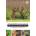 Wildlife of Central India: Photographic Field Guide | David Raju, Surya Ramachandran
