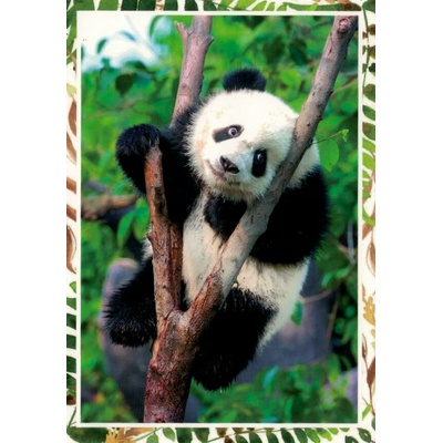Pohlednice Panda
