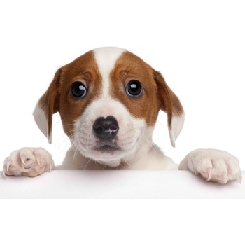 Pohlednice 3D - Jack russel