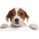 Pohlednice 3D - Jack russel