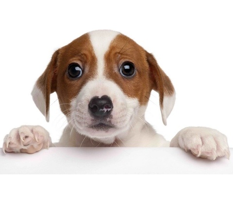 Pohlednice 3D - Jack russel