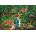 Clementoni - Puzzle The Jungle Retreat - 300 piese