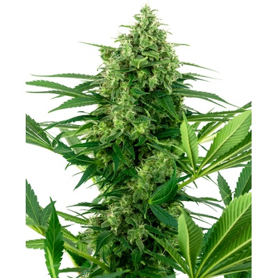 Sensi Seeds Research Banana Frosting semena neobsahuji THC 3 ks