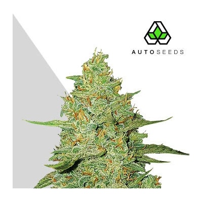 Auto Seeds Acapulco Gold Auto semienka neobsahujú THC 3 ks