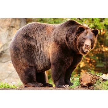 DIMEX ART s. r. o Флизелинов фототапет аляска кафява мечка 375 x 250 см