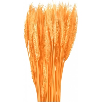 Dekorace sušiny TRITICUM-PŠENICE vousatá 40g