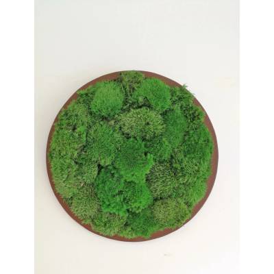 Mechový obraz- kruh z kopečkového mechu Ø20cm