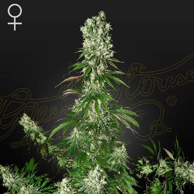 GREEN HOUSE SEEDS White Strawberry Skunk semena neobsahují THC 5 ks