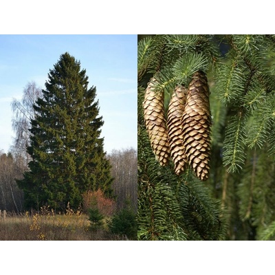 Smrek obyčajný 40-50cm, kont. p9