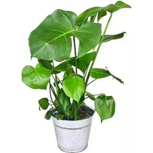 Monstera deliciosa