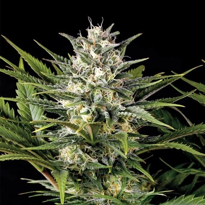 Humboldt Seed Organization Pineapple Skunk semena neobsahují THC 10 ks