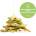 BrainMax Pure Pure® Начупен бял шоколад - matcha, кокос и бадем, БИО, 125 г