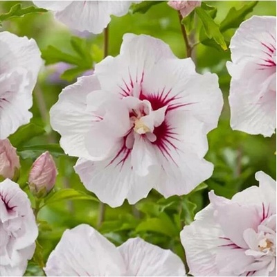 Hibiscus syr. China Chiffon 20-30 C1,4L