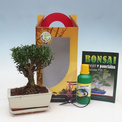 e-bonsai Pokojová bonsai v dárkové krabičce Buxus harlandii -korkový buxus