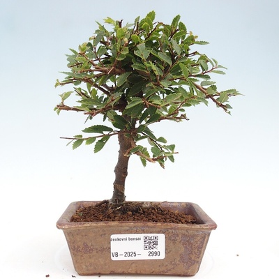 e-bonsai Venkovní bonsai - Ulmus parvifolia Sagei - Malolistý jilm