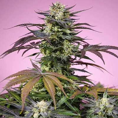 Sweet Seeds Gelonade semena neobsahují THC 3 ks