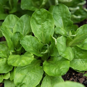 Семена от Маруля - Verte de Cambrai - 25 грама (310250)