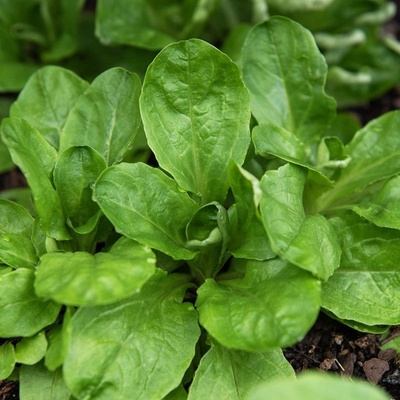 Семена от Маруля - Verte de Cambrai - 25 грама (310250)