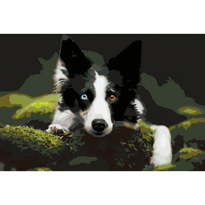 MALUJEŠ Malování podle čísel KOLIE V LESE Rozměr 40 x 60 cm Rámování bez rámu a bez vypnutí plátna