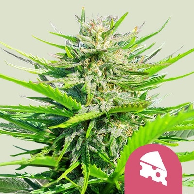Royal Queen Seeds Royal Cheese Fast Version semena neobsahují THC 100 ks