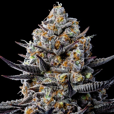Anesia Seeds Jealousy Dankness semienka neobsahujú THC 10 ks