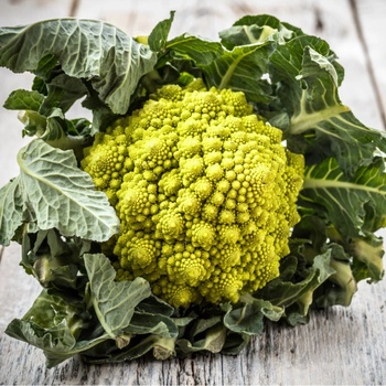Karfiol Veronica F1 - Brassica oleracea L. convar. botrys - semená karfiolu - 10 ks
