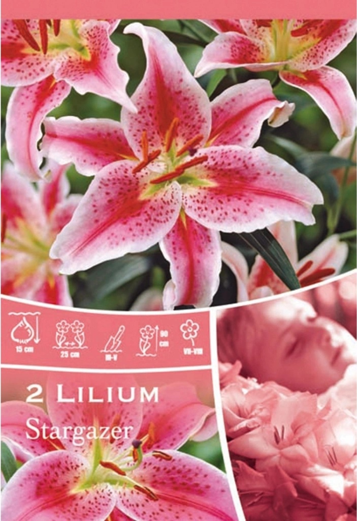Lilie Stargazer