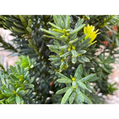 thuja occidentalis d30 hund Boiron, Bryonia 30C, 80 Pellets main image 0