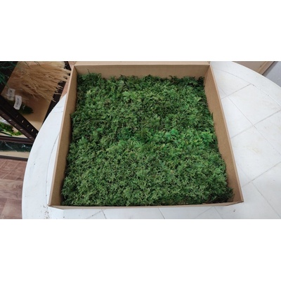 Stabilizovaný mach papraďový ( Fern moss ) - zelený