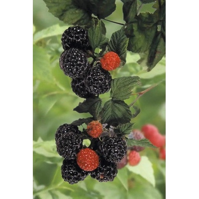 Malina letní černá BIO 'Black Jewel' FloraSelf Bio květináč 2 l