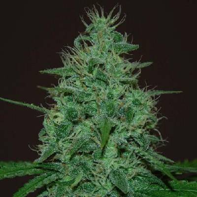 Cream Of The Crop Cropical Fruit AUTO semena neobsahují THC 3 ks