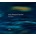 Andy Sheppard Quartet - Romaria LP