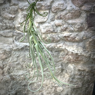 Tillandsia duratii