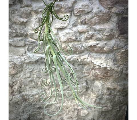 Tillandsia duratii
